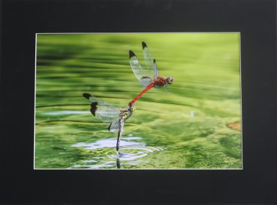 第41回城南区市民アート展写真部門しろうず先生の作品画像