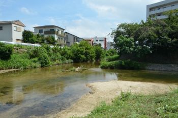 樋井川の川の様子