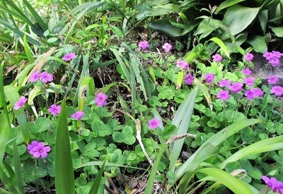 エコガーデンと愉快な仲間たち花壇カワバミの花