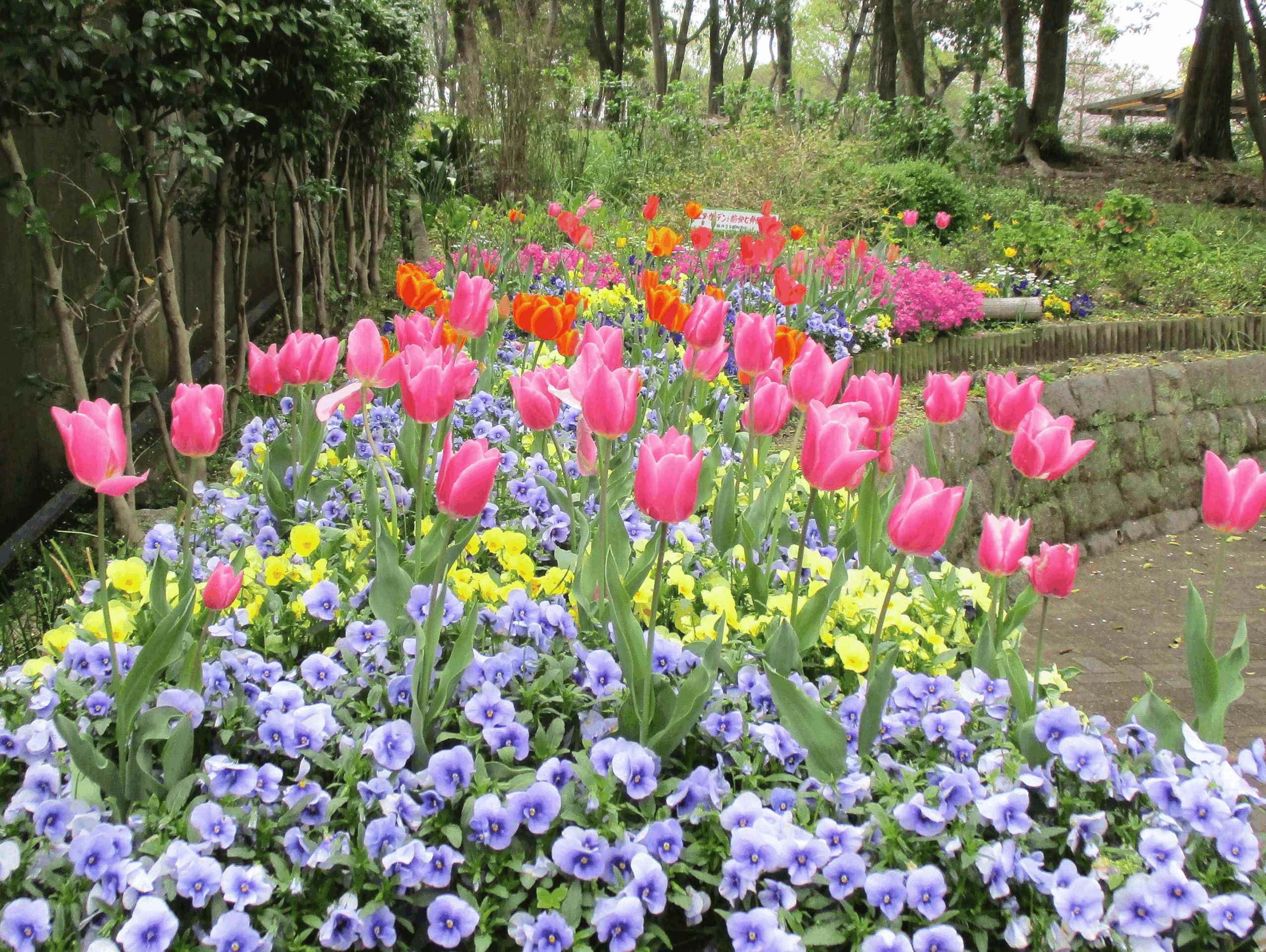 画像:エコ・ガーデンと愉快な仲間たち活動写真