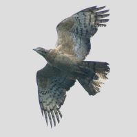 ハチクマの飛行写真