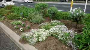 梅林ガーデンクラブの花壇の写真3