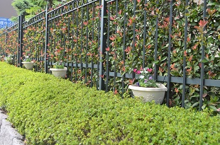 中村学園大学の東側花壇