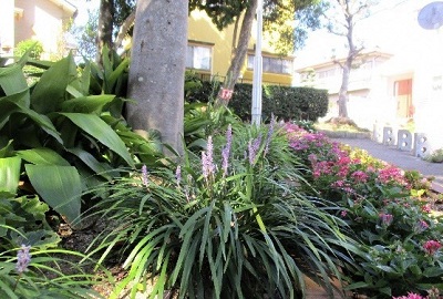 エコガーデンと愉快な仲間たち花壇ペンタスの花