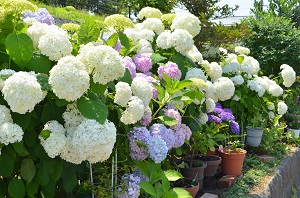 樋井川中央公園紫陽花2