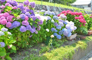 樋井川中央公園紫陽花1