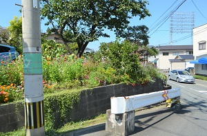 ベビーマラカスの花壇1