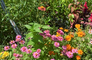 ベビーマラカスの花壇2