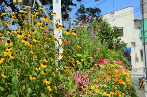 ベビーマラカスの花壇3