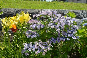 樋井川中央公園紫陽花5