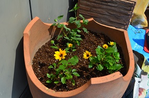 茶山駅の千輪咲きひまわり