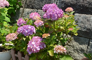 樋井川中央公園紫陽花4