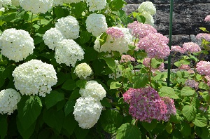 樋井川中央公園紫陽花6