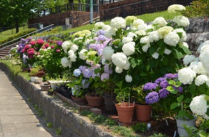 樋井川中央公園紫陽花3
