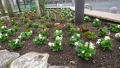 別府西公園花壇1