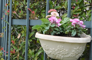 中村学園大学東側花壇のハンギングポット