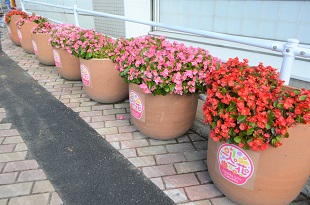 別府駅駐輪場フラワーポット（ベゴニア）