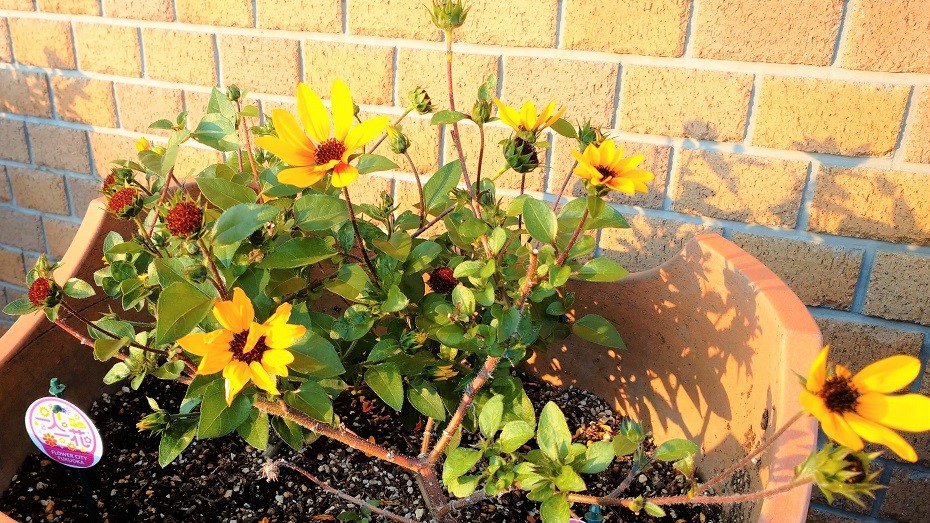茶山駅の千輪咲きひまわり
