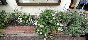 株式会社PアンドOコミュニケーションスタジオ花壇１