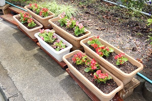 別府小学校での花植え3