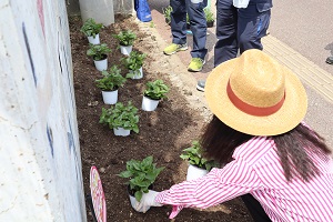 別府小学校南門前花壇の花植え