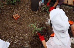 園児の花植えの様子