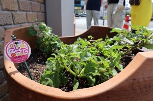 茶山駅花植え3
