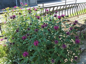 下長尾中央公園ベルガモット1