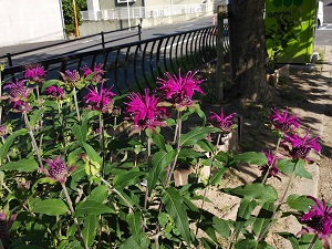 下長尾中央公園ベルガモット2