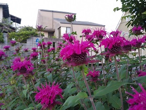 下長尾中央公園ベルガモット3