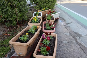 別府小学校の花植え3