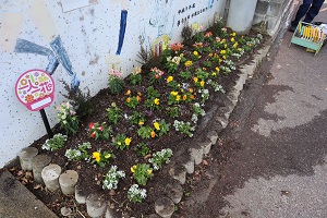 別府小学校の花植え5