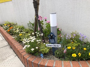 友丘ひまわり子ども園花壇3