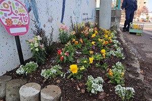 別府小学校の花植え6