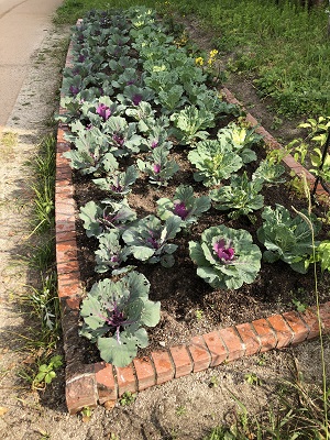 西の堤池花壇のハボタン