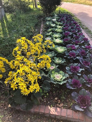 ハボタンとツワブキ