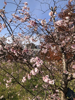 ジュウガツサクラ