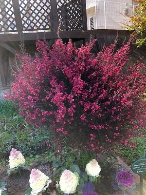 西の堤池のマヌカの花（ギョリュウバイ）