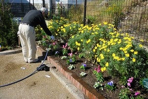 入道ヶ浦公園花壇1