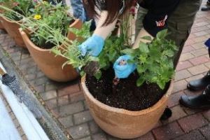 別府駅駐輪場の花植え1