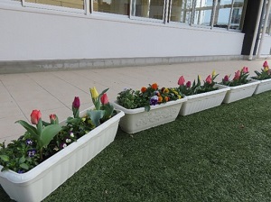 茶山幼稚園花壇1