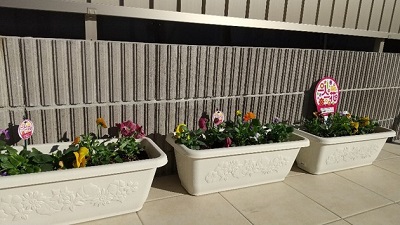 茶山幼稚園花壇2