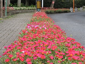 坂道花壇