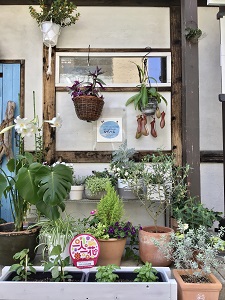 かんべえの花壇