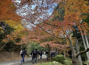 紅葉を楽しむ様子