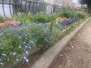 下長尾中央公園花壇1