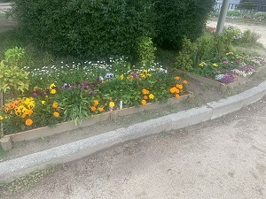 下長尾中央公園花壇2