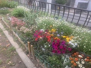 下長尾中央公園花壇3