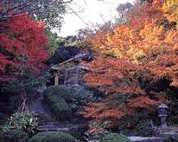 油山観音の紅葉