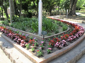 大楠の小径花壇